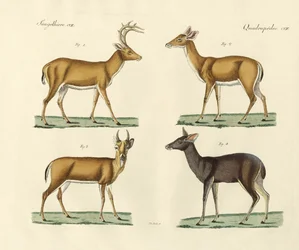 Cerfs étranges