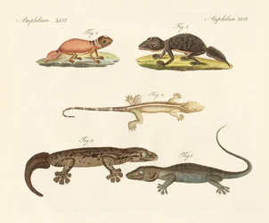 Dinosaures étranges