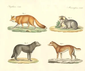 Chiens et renards étranges
