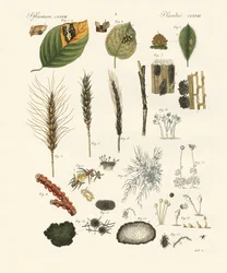 Champignons poussiéreux et filamenteux étranges