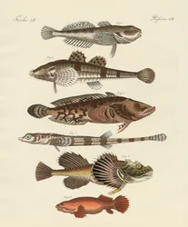 Étranges poissons