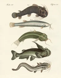 Étranges poissons