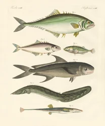Étranges poissons