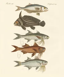 Poisson étrange