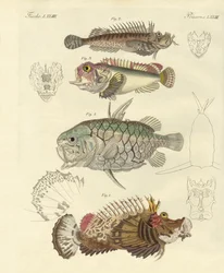Poisson étrange