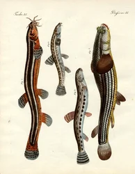 Étranges poissons (gravure en couleur)