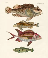 Poissons étranges