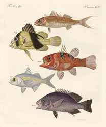 Poissons étranges
