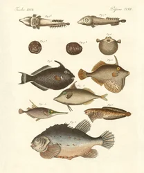 Poissons étranges