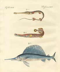 Poissons étranges