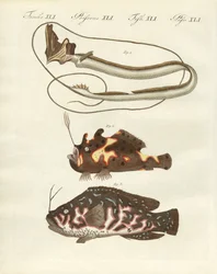 Poisson étrange
