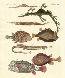 Poissons étranges