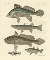 Poissons étranges du Gange