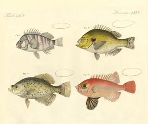 Poisson étrange de la famille du bar