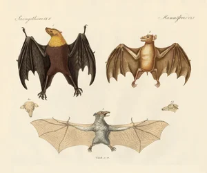 Animaux à volets étranges