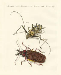 Étranges coléoptères étrangers