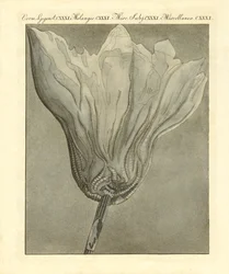 Étranges fossilisations