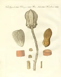 Fossilisations étranges