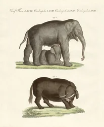 Animaux quadrupèdes étranges
