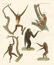 Gibbons étranges