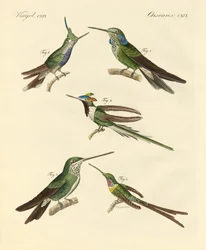 Colibris étranges