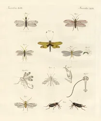 Étranges insectes