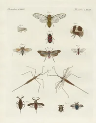 Étranges insectes (gravure en couleur)