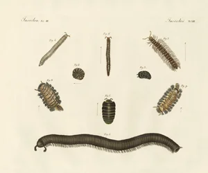 Insectes étranges