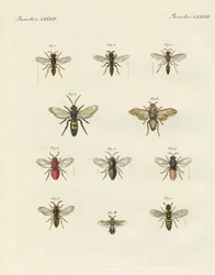 Insectes étranges