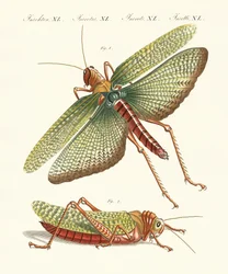 Insectes étranges