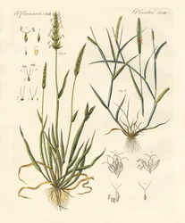 Herbes étranges