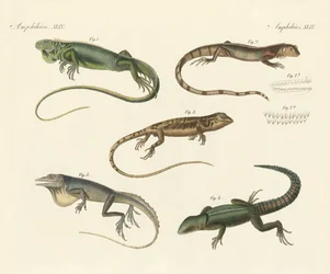 Lézards étranges