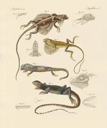 Lézards étranges