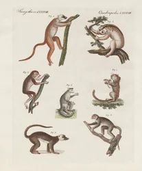 Makis étranges