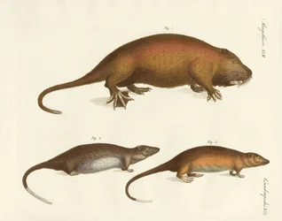 Étranges mammifères