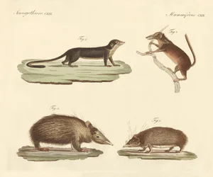 Mammifères étranges