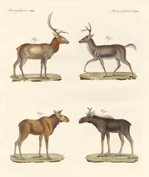 Mammifères étranges