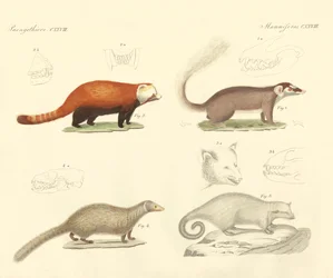 Mammifères étranges