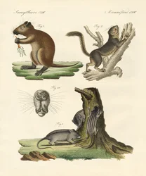 Étranges mammifères