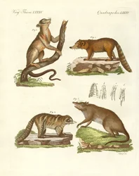 Mammifères étranges