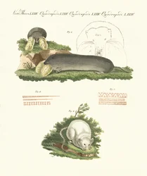Mammifères étranges