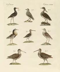 Oiseaux de marais étranges