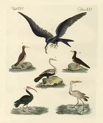 Oiseaux de marais et d