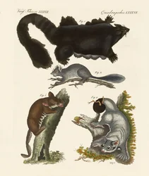 Marsupiaux étranges
