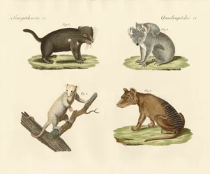 Marsupiaux étranges
