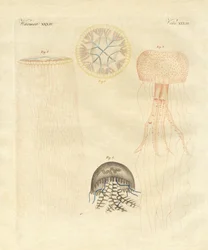 Méduses étranges