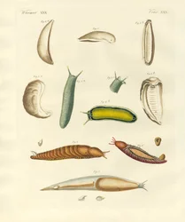 Étranges mollusques
