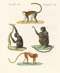 Étranges singes