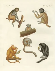 Singes étranges