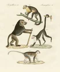 Singes étranges